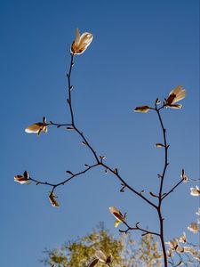 Preview wallpaper magnolia, branch, flowers, sky