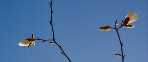 Preview wallpaper magnolia, branch, flowers, sky