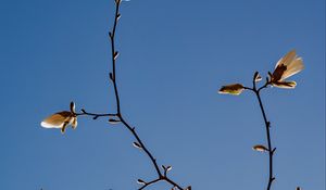 Preview wallpaper magnolia, branch, flowers, sky