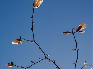 Preview wallpaper magnolia, branch, flowers, sky