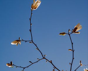 Preview wallpaper magnolia, branch, flowers, sky
