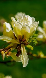 Preview wallpaper magnolia, flower, petals, spring, branch