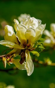 Preview wallpaper magnolia, flower, petals, spring, branch