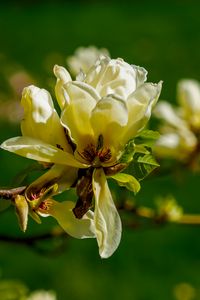 Preview wallpaper magnolia, flower, petals, spring, branch