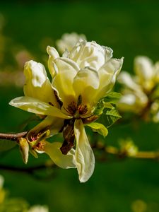 Preview wallpaper magnolia, flower, petals, spring, branch