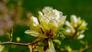 Preview wallpaper magnolia, flower, petals, spring, branch