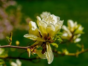 Preview wallpaper magnolia, flower, petals, spring, branch