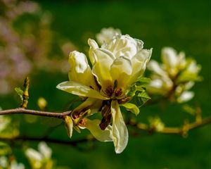 Preview wallpaper magnolia, flower, petals, spring, branch