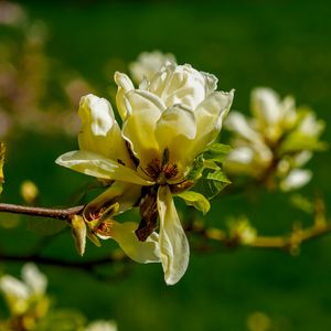 Preview wallpaper magnolia, flower, petals, spring, branch