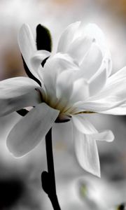 Preview wallpaper magnolia, flower, petals, white, blur