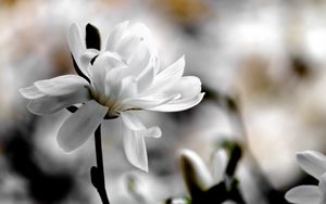 Preview wallpaper magnolia, flower, petals, white, blur