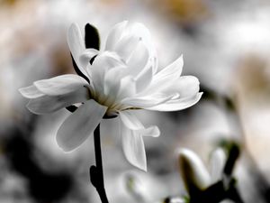 Preview wallpaper magnolia, flower, petals, white, blur