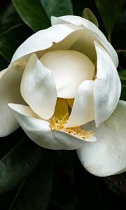 Preview wallpaper magnolia, flower, petals, white, macro