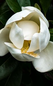 Preview wallpaper magnolia, flower, petals, white, macro