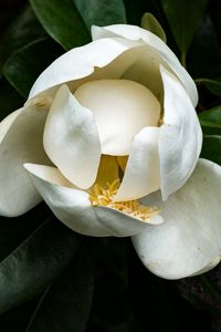 Preview wallpaper magnolia, flower, petals, white, macro