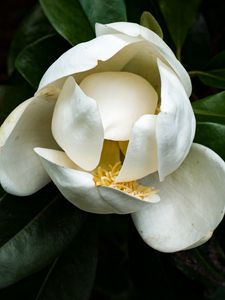 Preview wallpaper magnolia, flower, petals, white, macro