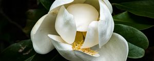 Preview wallpaper magnolia, flower, petals, white, macro