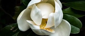 Preview wallpaper magnolia, flower, petals, white, macro