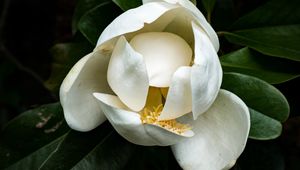 Preview wallpaper magnolia, flower, petals, white, macro