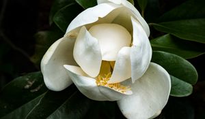 Preview wallpaper magnolia, flower, petals, white, macro