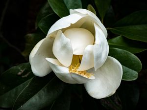 Preview wallpaper magnolia, flower, petals, white, macro