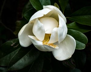 Preview wallpaper magnolia, flower, petals, white, macro