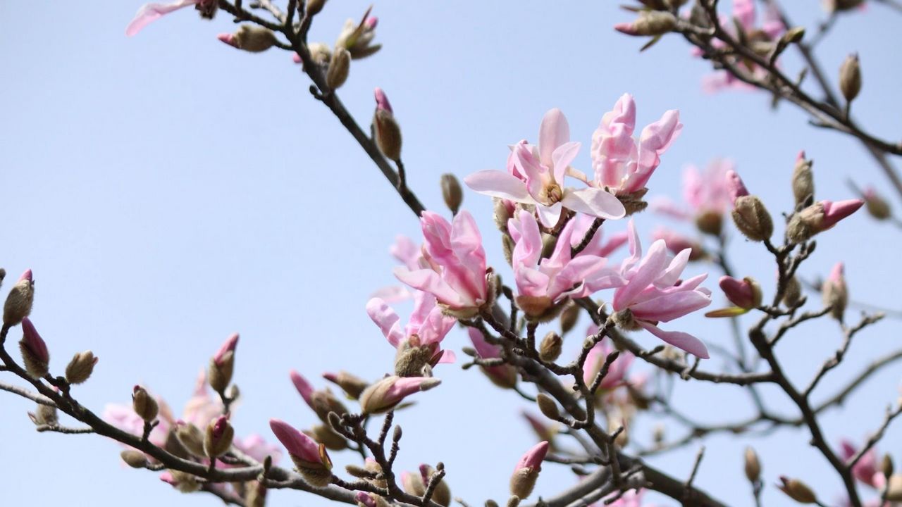 Wallpaper magnolia, flowering, branch, sky, spring