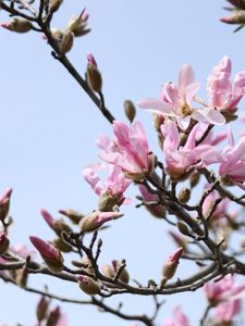 Preview wallpaper magnolia, flowering, branch, sky, spring