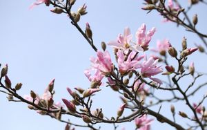 Preview wallpaper magnolia, flowering, branch, sky, spring