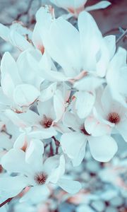 Preview wallpaper magnolia, flowers, bloom