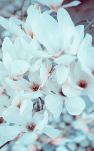 Preview wallpaper magnolia, flowers, bloom