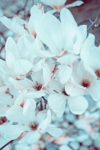 Preview wallpaper magnolia, flowers, bloom