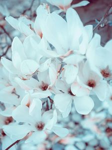 Preview wallpaper magnolia, flowers, bloom