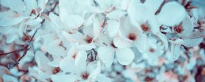 Preview wallpaper magnolia, flowers, bloom