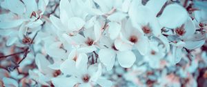 Preview wallpaper magnolia, flowers, bloom