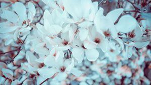 Preview wallpaper magnolia, flowers, bloom