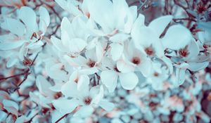 Preview wallpaper magnolia, flowers, bloom