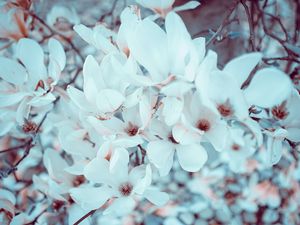 Preview wallpaper magnolia, flowers, bloom