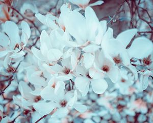 Preview wallpaper magnolia, flowers, bloom