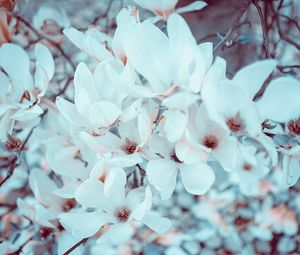 Preview wallpaper magnolia, flowers, bloom