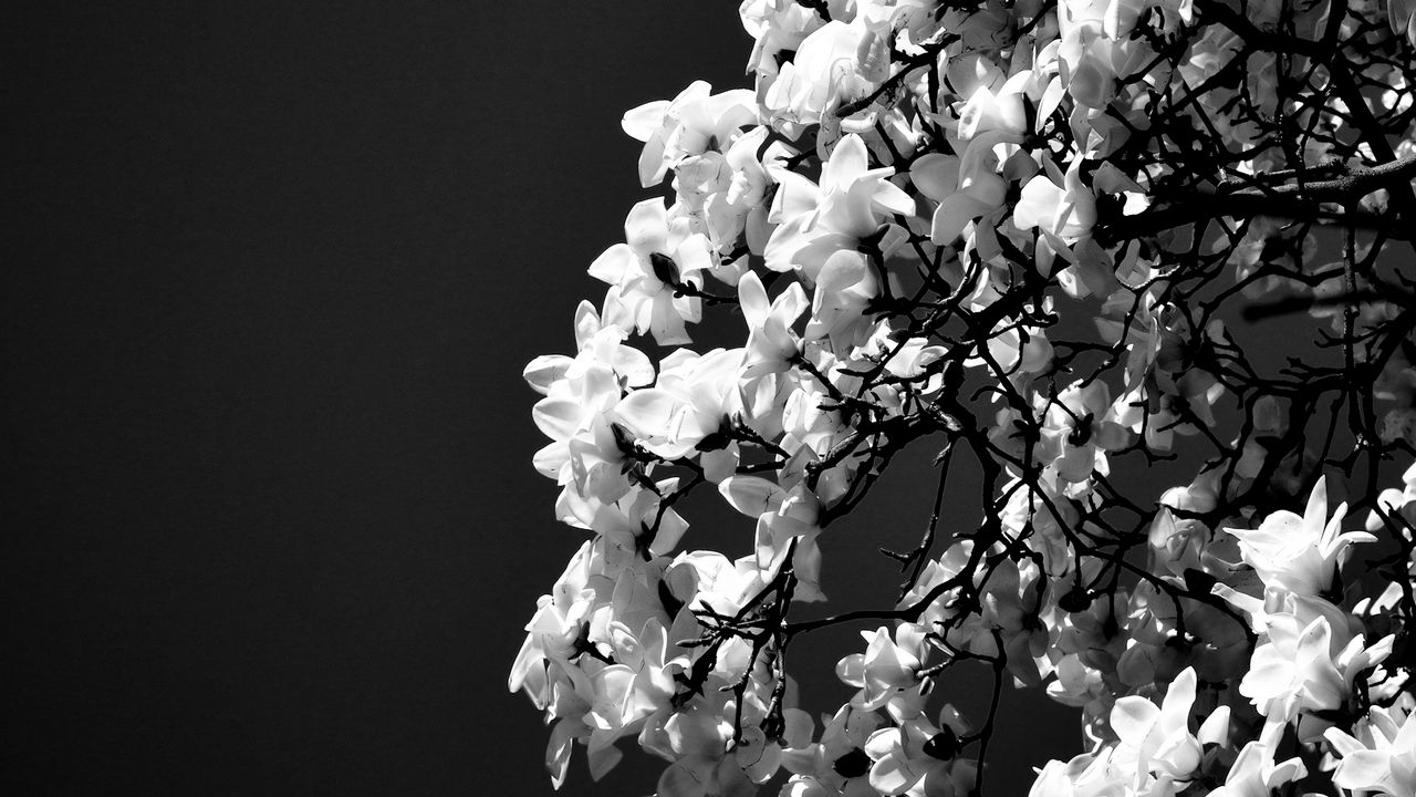 Wallpaper magnolia, flowers, branches, bw