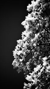 Preview wallpaper magnolia, flowers, branches, bw