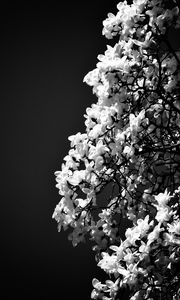 Preview wallpaper magnolia, flowers, branches, bw