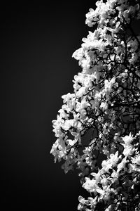 Preview wallpaper magnolia, flowers, branches, bw