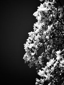 Preview wallpaper magnolia, flowers, branches, bw