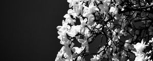Preview wallpaper magnolia, flowers, branches, bw