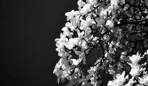 Preview wallpaper magnolia, flowers, branches, bw