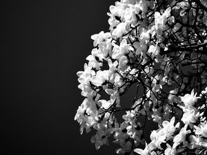 Preview wallpaper magnolia, flowers, branches, bw