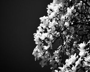 Preview wallpaper magnolia, flowers, branches, bw