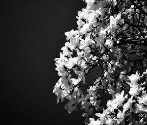 Preview wallpaper magnolia, flowers, branches, bw